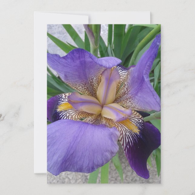 Purple Iris Flower Blank Flat Card (Front)