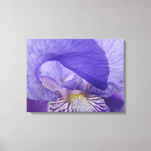 Purple Iris Flower canvas prints Decorative art