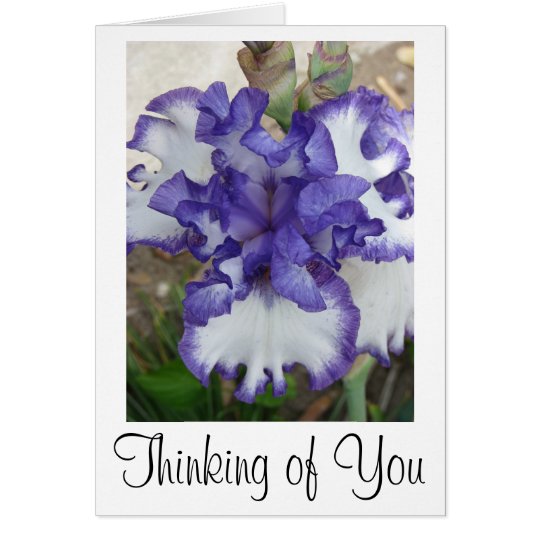 Purple Iris Flower Card, Thinking of You Card