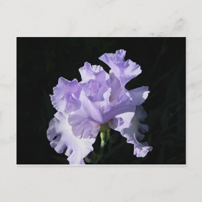 Purple Iris Flower On Black Background Postcard (Front)