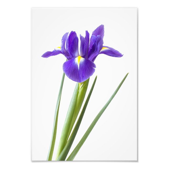 Purple iris flower on white photo print (Front)