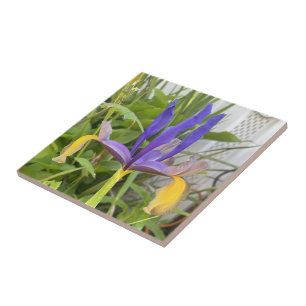 Purple Iris Flower Outdoor Garden Nature Photo Ceramic Tile