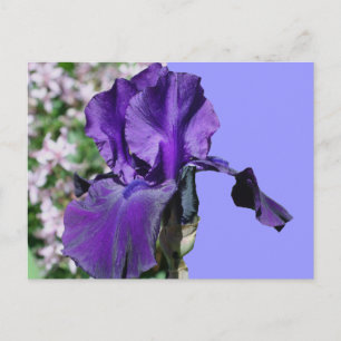 Purple Iris Flower Photo Postcard