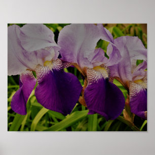 Purple Iris Flower Photo Value Poster Paper