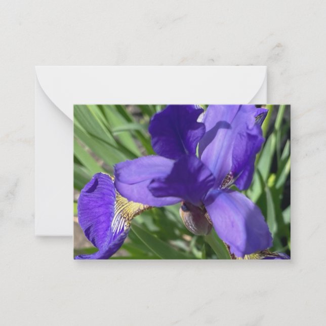 Purple Iris Flower Photograph  Card (Front)