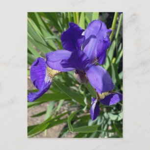 Purple Iris Flower Photograph  Postcard