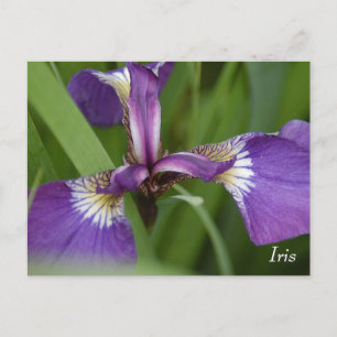 Purple iris flower postcard