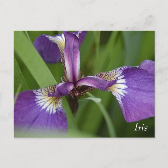 Purple iris flower postcard (Front)