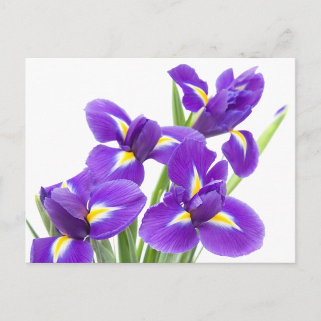 purple iris flower postcard (Front)