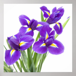 purple iris flower poster