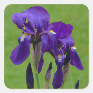 Purple Iris Flower Stickers