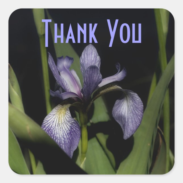 Purple Iris Flower Thank You Sticker (Front)