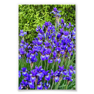 Purple Iris Flowers By The Sidewalk Photo Print