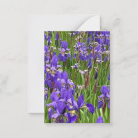 Purple Iris Flowers Nature Plants Photography