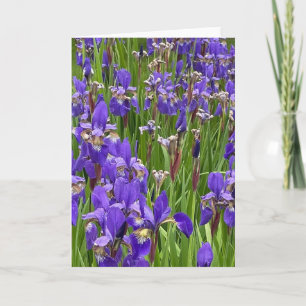 Purple Iris Flowers Nature Plants Photography Card