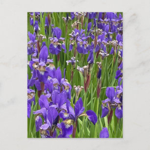 Purple Iris Flowers Nature Plants Photography Postcard