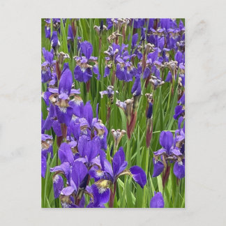 Purple Iris Flowers Nature Plants Photography Postcard
