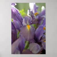 Purple Iris Flowers Poster Art Print
