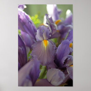 Purple Iris Flowers Poster Art Print