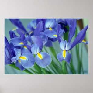Purple Iris Flowers Poster Art Print