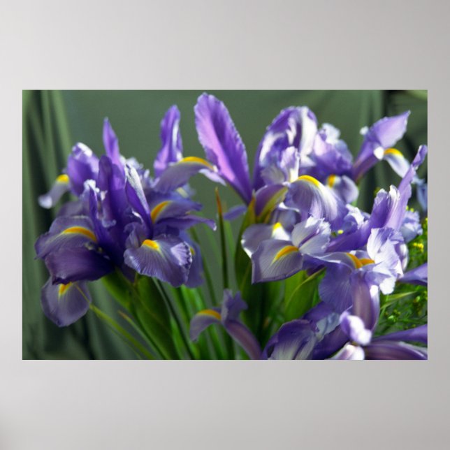 Purple Iris Flowers Poster Art Print (Front)