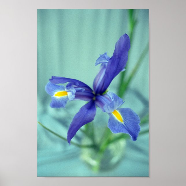 Purple Iris Flowers Poster Art Print (Front)