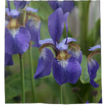 Purple iris flowers