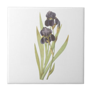 Purple Iris Flowers Tile