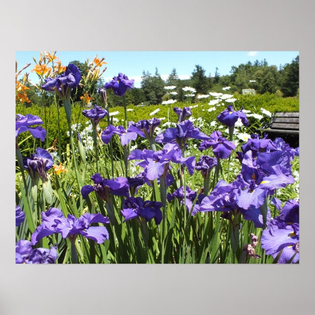 Purple Iris Garden Poster (Front)
