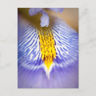 Purple Iris Holiday Postcard
