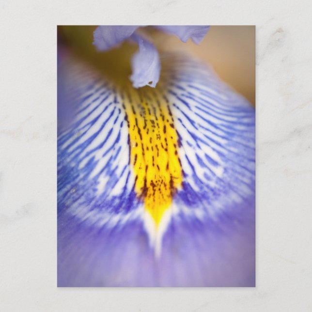 Purple Iris Holiday Postcard (Front)