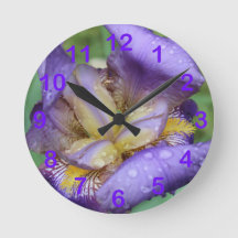 Purple Iris (Iris Germanica)
