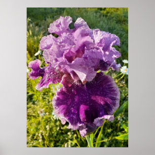 Purple Iris Irises Floral Flower Garden Poster