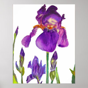 Purple Iris irises floral Flowers Poster