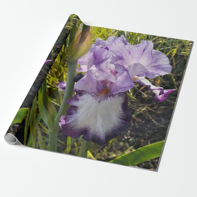 Purple Iris irises flowers Lavender Lilac Bearded  Wrapping Paper (Unrolled)