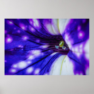 Purple Iris Macro – Vibrant Floral Close-Up Art Poster