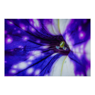 Purple Iris Macro – Vibrant Floral Close-Up Art Poster