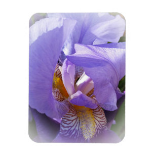 purple iris magnet