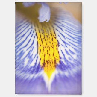 Purple Iris Magnet