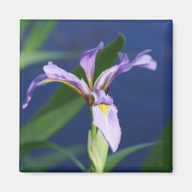 Purple Iris Magnet (Front)
