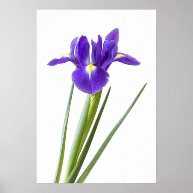 Purple iris on white poster (Front)