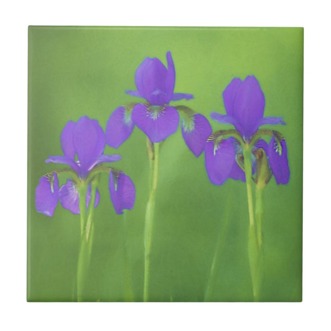 Purple Iris Painting - Original Flower Art Ceramic Tile (Front)