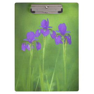 Purple Iris Painting - Original Flower Art Clipboard