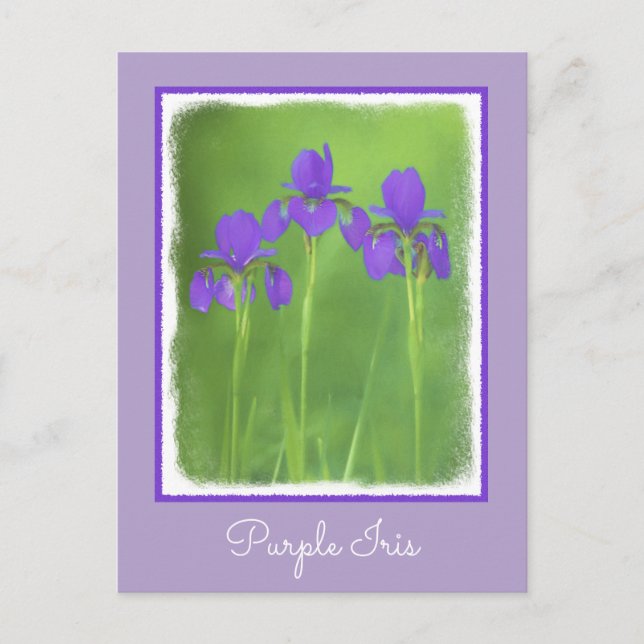 Purple Iris Painting - Original Flower Art Postcard (Front)