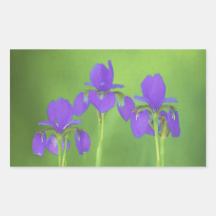Purple Iris Painting - Original Flower Art Rectangular Sticker