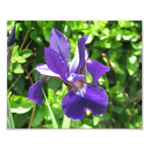 Purple Iris Photo Print