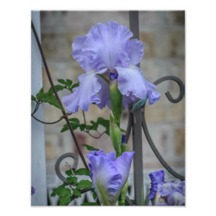Purple Iris  Photo Print
