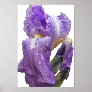 Purple Iris Photograph Poster