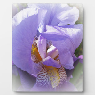 purple iris plaque