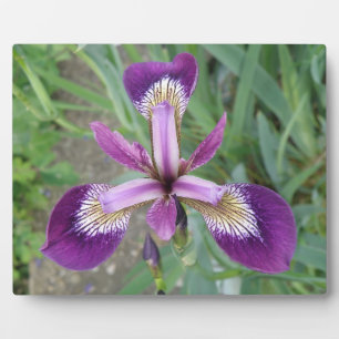 Purple iris Plaque
